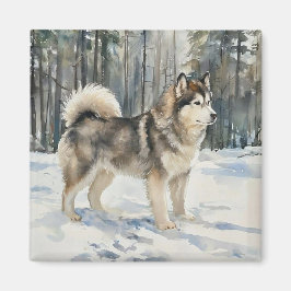 Íman Malamute do Alasca