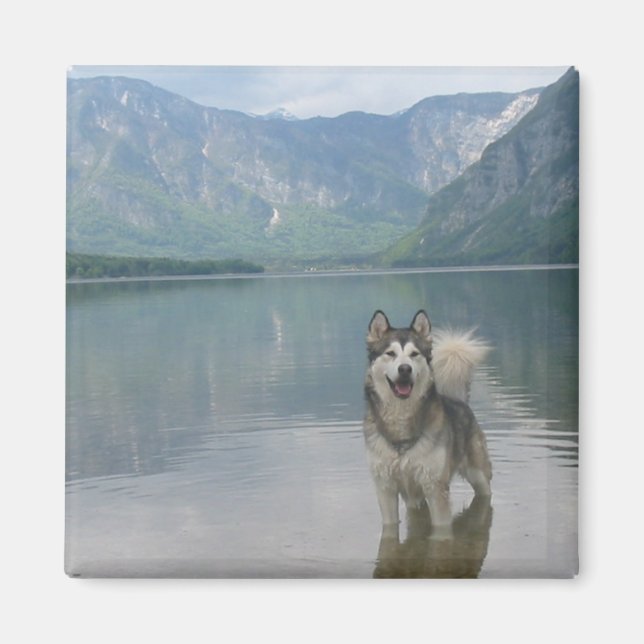 Íman Malamute Dog Square Magnet (Frente)