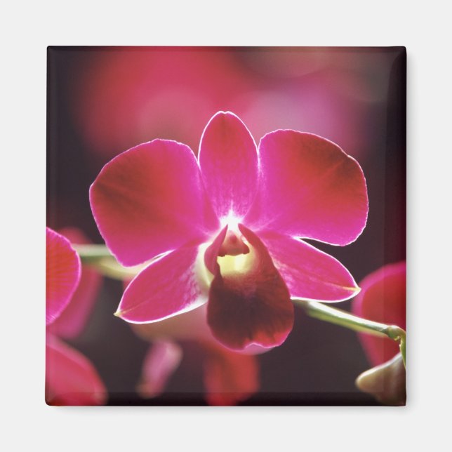 Íman Malásia, Orquídea (Frente)