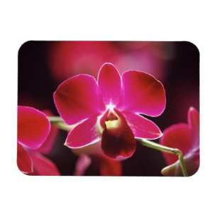 Íman Malásia, Orquídea