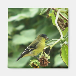 Íman Male American Goldfinch