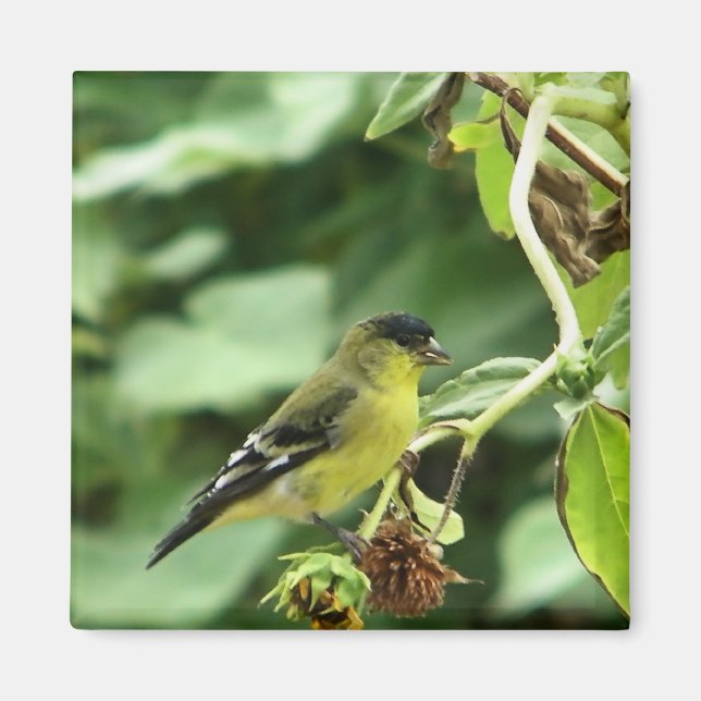 Íman Male American Goldfinch (Frente)