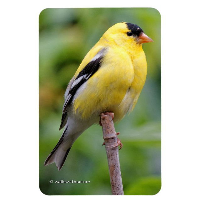 Íman Male American Goldfinch no Bambu (Vertical)