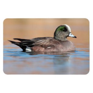 Íman Male American Wigeon