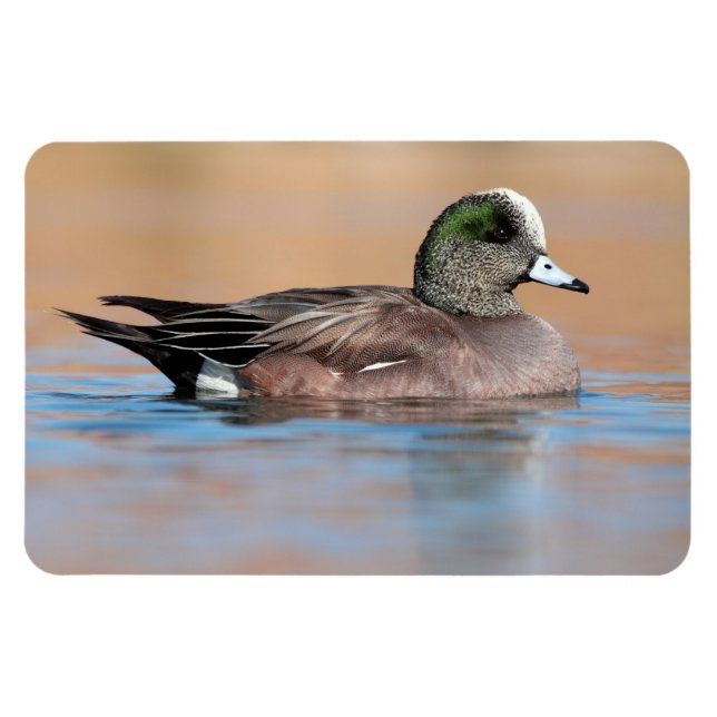 Íman Male American Wigeon (Horizontal)