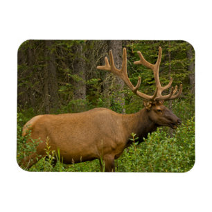 Íman Male Elk   Banff National Park, Alberta, Canadá