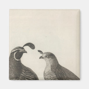 Íman Male & Female Partridge, Califórnia