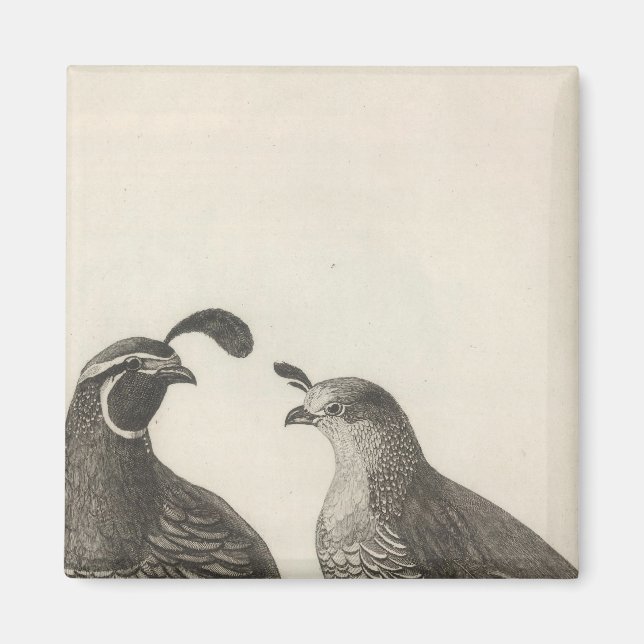 Íman Male & Female Partridge, Califórnia (Frente)