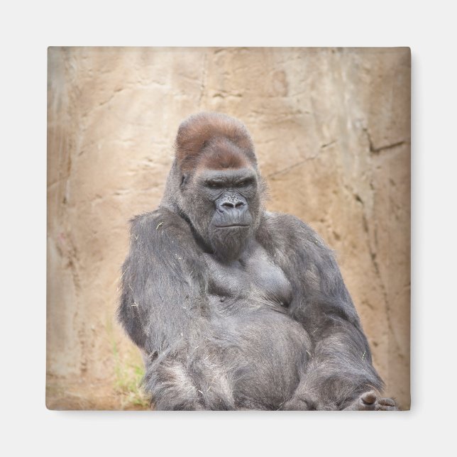 Íman Male Gorilla (Frente)