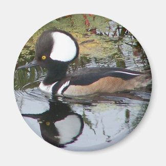 Íman Male Merganser Duck