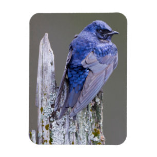 Íman Male Purple Martin nest sobre o lago Sammamish