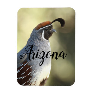 Íman Male Quail, Arizona