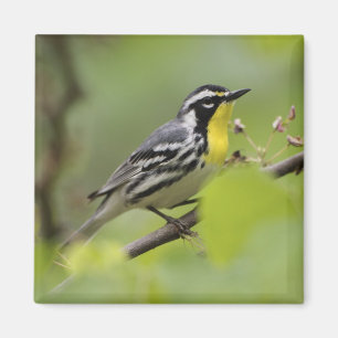 Íman Male Yellow-throated Warbler, Dendroica