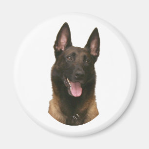 Íman malinois belgas