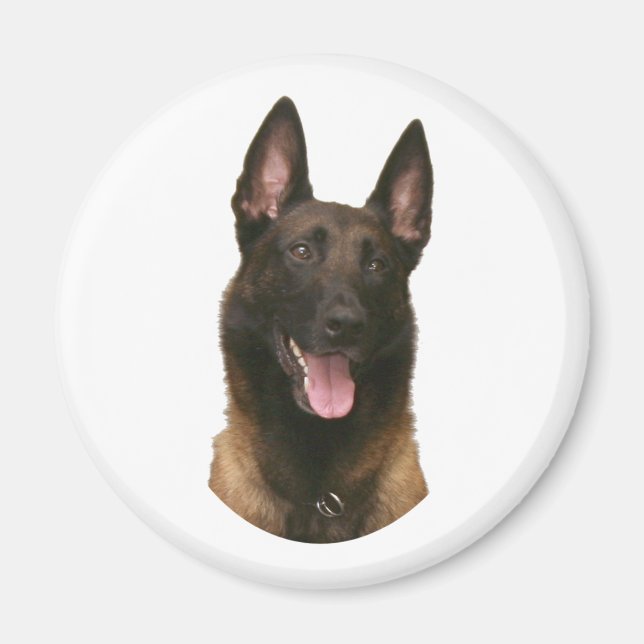 Íman malinois belgas (Frente)