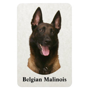 Íman malinois belgas