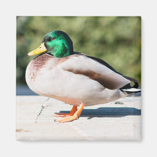Íman Mallard Drake