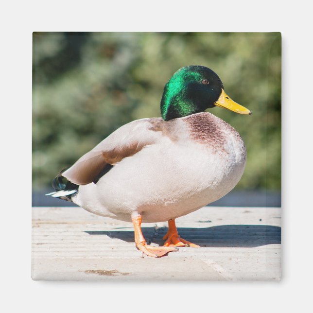 Íman Mallard Drake (Frente)