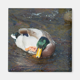 Íman Mallard Drake