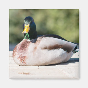 Íman Mallard Drake