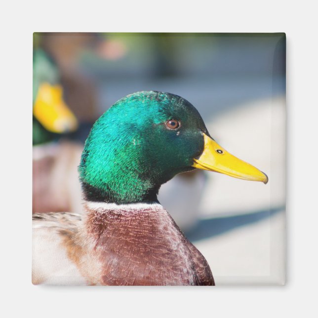 Íman Mallard Drake (Frente)