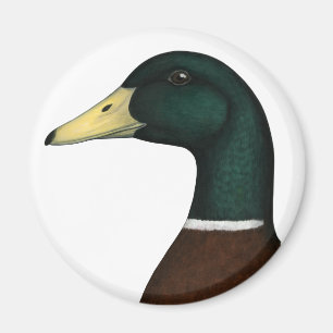 Íman Mallard Drake Head