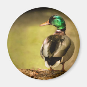 Íman Mallard Duck