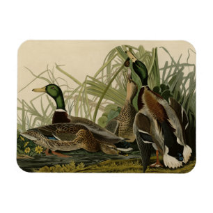 Íman Mallard Duck do Pássaro da América de Audubon