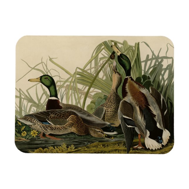 Íman Mallard Duck do Pássaro da América de Audubon (Horizontal)
