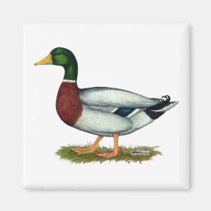 Íman Mallard Duck Drake