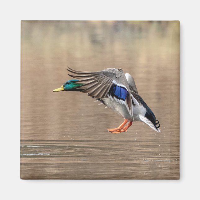Íman Mallard Duck em voo (Frente)