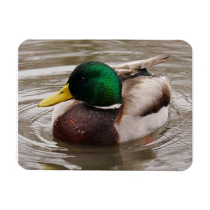 Íman Mallard Duck Magnet