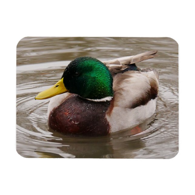 Íman Mallard Duck Magnet (Horizontal)