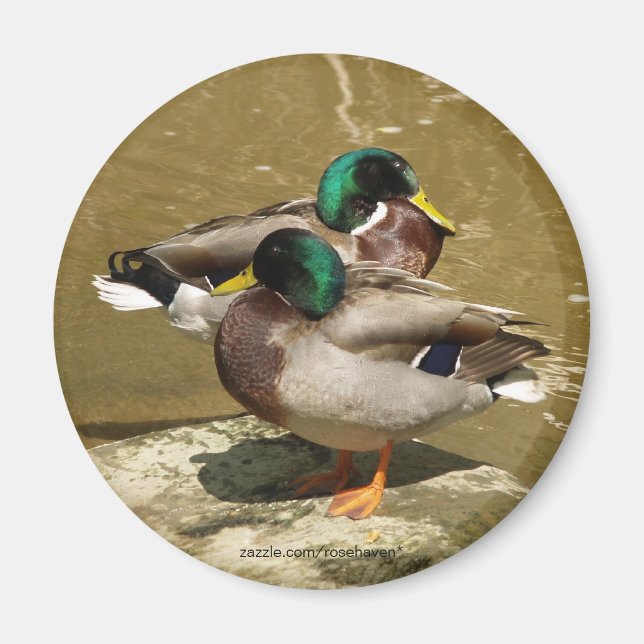 Íman Mallard Duck Magnet (Frente)