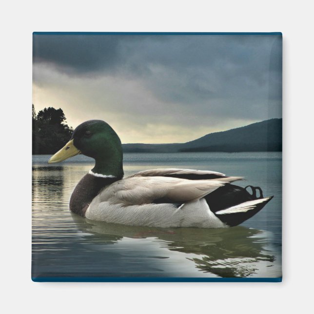 Íman Mallard Duck No Lago (Frente)