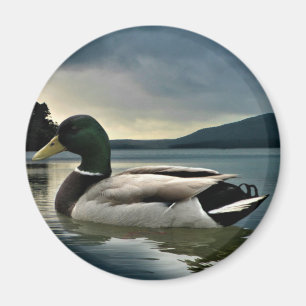 Íman Mallard Duck No Lago