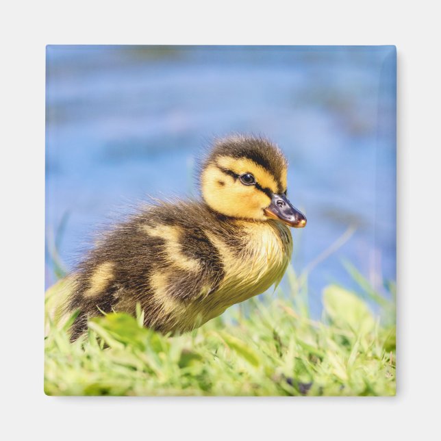 Íman Mallard Duckling (Frente)