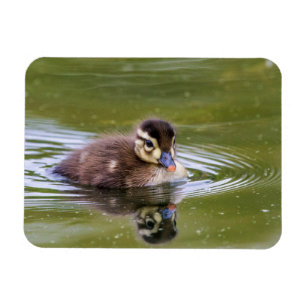 Íman Mallard Duckling