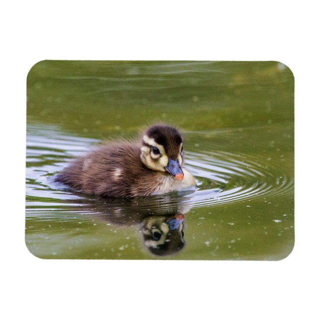 Íman Mallard Duckling (Horizontal)