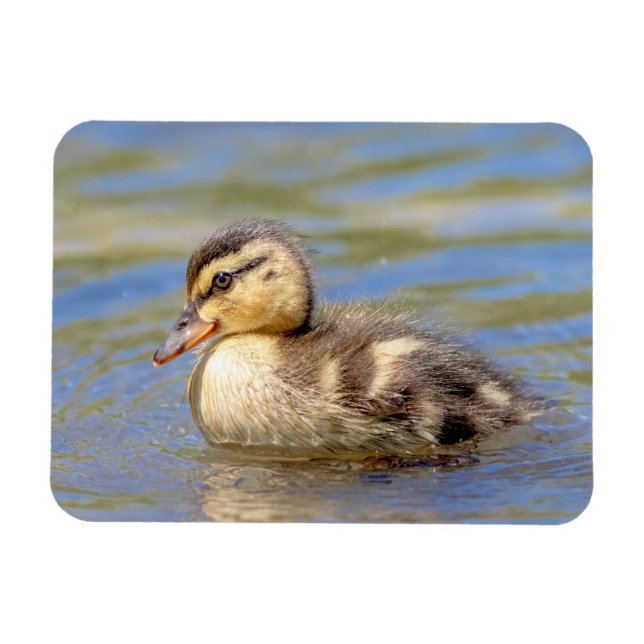 Íman Mallard Duckling (Horizontal)