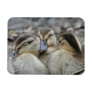 Íman Mallard Ducklings Nabando!