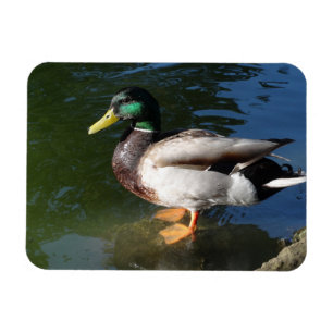 Íman Mallard 	DuckPhoto Magnet