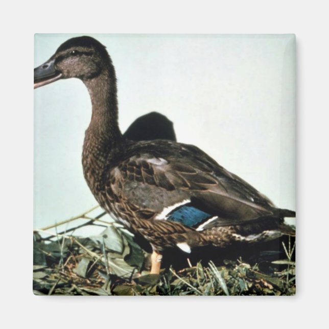 Íman Mallard Female (Frente)