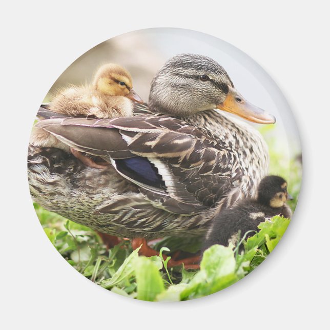 Íman Mallard, Mulher, Cercada Por Dutos (Frente)