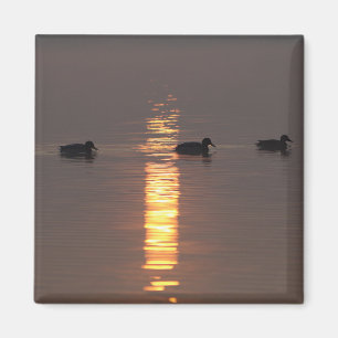 Íman Mallards Magnet