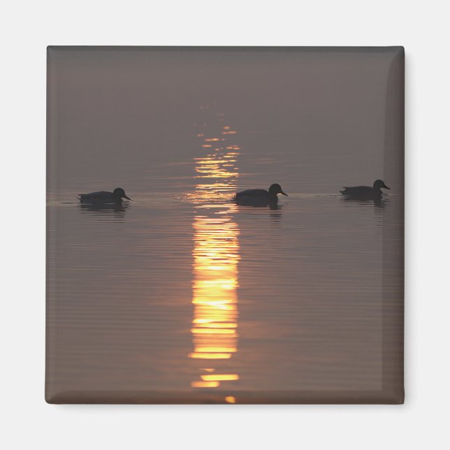 Íman Mallards Magnet (Frente)