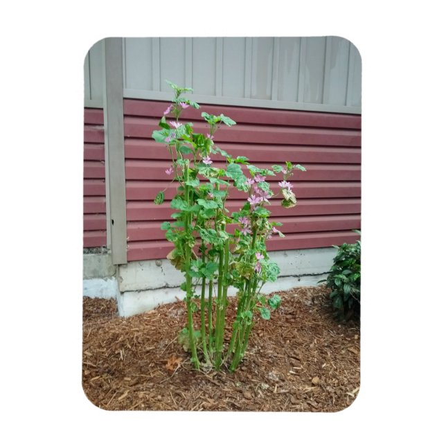 Íman Malva (Vertical)