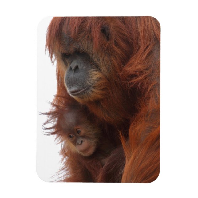 Íman Mamã e bebê Orangutan (Vertical)