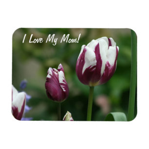 Íman Mamã roxa das tulipas