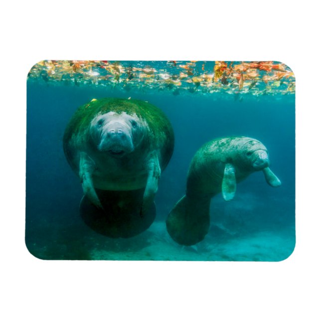 Íman Mamãe manateou com seu bezerro no Crystal River (Horizontal)